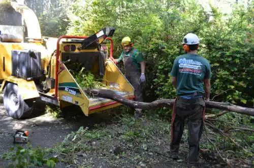 tree services Oakdale